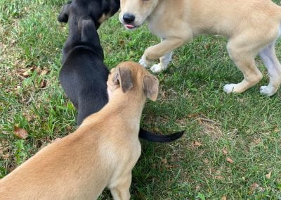 Three Puppies play.