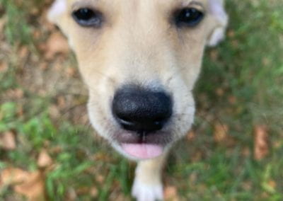 A puppy looks in the camera with his tongue out.